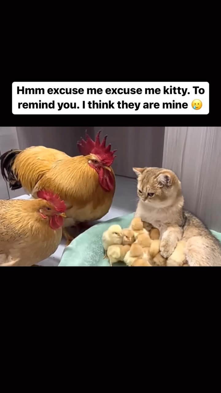 Cute Pets Dogs Catsのインスタグラム：「Hmm excuse me excuse me kitty. To remind you. I think they are mine 🥲  Credit: adorable @蝙蝠侠与猫女 | DY ** For all crediting issues and removals pls 𝐄𝐦𝐚𝐢𝐥 𝐮𝐬 ☺️  𝐍𝐨𝐭𝐞: we don’t own this video/pics, all rights go to their respective owners. If owner is not provided, tagged (meaning we couldn’t find who is the owner), 𝐩𝐥𝐬 𝐄𝐦𝐚𝐢𝐥 𝐮𝐬 with 𝐬𝐮𝐛𝐣𝐞𝐜𝐭 “𝐂𝐫𝐞𝐝𝐢𝐭 𝐈𝐬𝐬𝐮𝐞𝐬” and 𝐨𝐰𝐧𝐞𝐫 𝐰𝐢𝐥𝐥 𝐛𝐞 𝐭𝐚𝐠𝐠𝐞𝐝 𝐬𝐡𝐨𝐫𝐭𝐥𝐲 𝐚𝐟𝐭𝐞𝐫.  We have been building this community for over 6 years, but 𝐞𝐯𝐞𝐫𝐲 𝐫𝐞𝐩𝐨𝐫𝐭 𝐜𝐨𝐮𝐥𝐝 𝐠𝐞𝐭 𝐨𝐮𝐫 𝐩𝐚𝐠𝐞 𝐝𝐞𝐥𝐞𝐭𝐞𝐝, pls email us first. **  #sleepingkitty #instakitties #kittycuddles  #catladylife #catsareawesome」