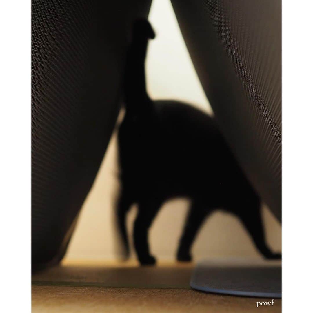 anemone_69さんのインスタグラム写真 - (anemone_69Instagram)「🐈‍⬛ . △ . . #ハカセとキョウジュ #blackcat #黒猫 #cat #猫 #保護猫 . . .」10月13日 20時27分 - powf