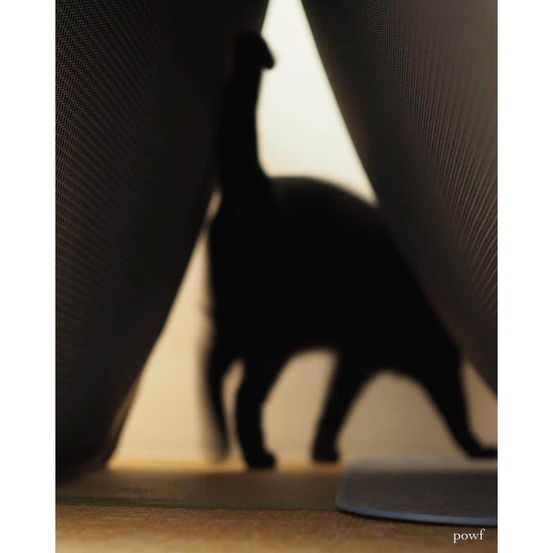 anemone_69のインスタグラム：「🐈‍⬛ . △ . . #ハカセとキョウジュ #blackcat #黒猫 #cat #猫 #保護猫 . . .」