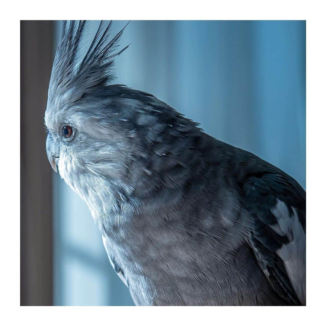 のインスタグラム：「best photo  http://www.ryoichisakai.com  #オカメインコ #ゆらちゃん  ©︎ryoichisakai」