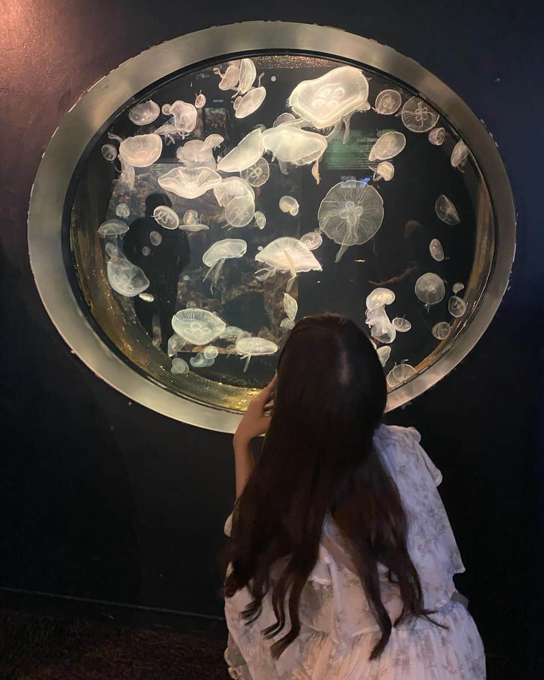 のインスタグラム：「🐳🩵🐠🐬🪼  後ろ姿多めだけど久しぶりの海響館楽しかった‪☺︎‬」