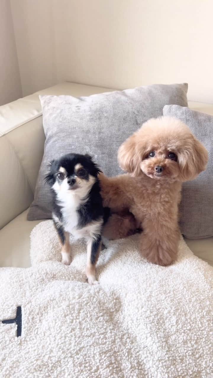 ショコラ❤︎あずき❤︎パンナのインスタグラム：「誰がやったの？😏 人のせいにしてはいけませんよ。。😅  #トイプードル #チワワ #犬のいる暮らし #toypoodle #chihuahua #dog #instadog #cutedog #あずしょこぱん #パンナ #dogstagram」