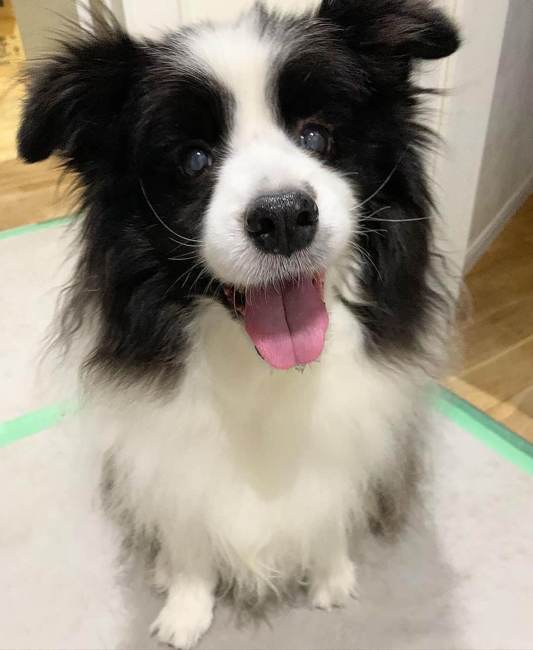 犬バカ部宣伝部長のインスタグラム：「やっとこっさの2連休😵 日曜日から仕事してたから今週むちゃくそ長かった😭 ⁡ 明日はゆっくり起きる！って思ってたら 子供が自転車の練習したい…ですってー。 早起きして鬼コーチしてきまーす🖐️🤣 ⁡ #犬バカ部 #bordercollie #ボーダーコリー #dog #犬 #白黒 #そら #ふにゃボダ部 #ボダ娘」