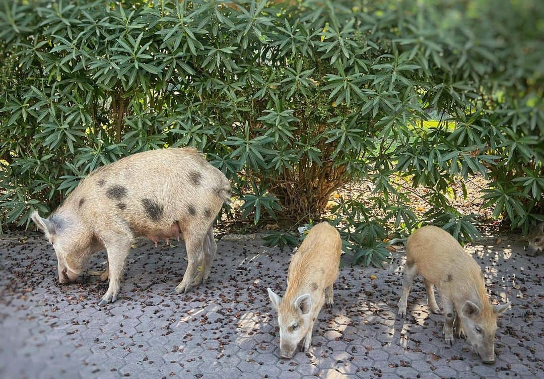 ポール・”ボーンヘッド”・アーサーズのインスタグラム：「Street Cleaners 🇪🇸🇪🇸🐷🐽」