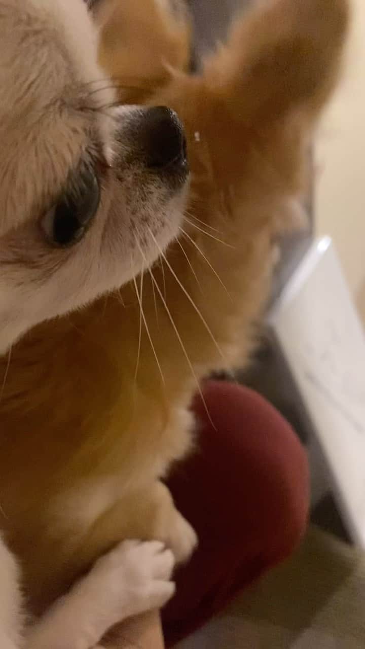 mayuのインスタグラム：「今日もお迎え待ち。…今日はハプニングが😂。． ． ． ．  #チワワ#ちわわ #chihuahua#犬#犬のいる暮らし」