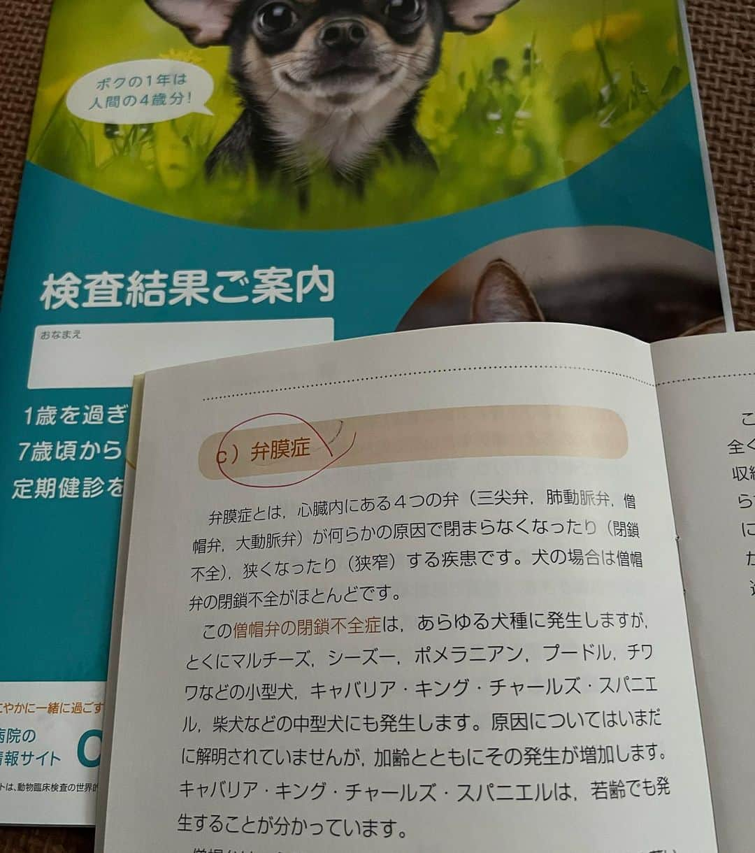 岸本加世子さんのインスタグラム写真 - (岸本加世子Instagram)「殿くん。年一の健診をして来ました。元気いっぱいなんですが、まさかの心臓弁膜症が見つかりました。 原因は加齢だそうです。まだほんの初期で自覚症状も無いのですが今日からずっと毎日お薬飲んで進行を遅らせて行く事になりました。８歳６か月の殿くん。姫子も８歳で癌を発症しました。この病いとしっかり向き合い必ず殿を護っていきます。」10月13日 21時48分 - kayokokishimoto