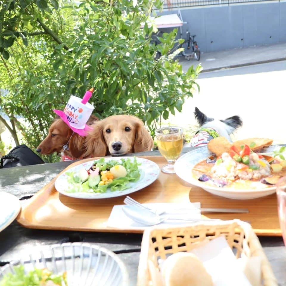 ピックさんのインスタグラム写真 - (ピックInstagram)「6月11日 @kota.emon.papi.mama  美里ちゃんと、木曽三川公園の後に @cafe_deli.fleur  #カフェフラワー陽だまりの丘  、 またまた、美里ちゃんオススメのカフェ 私のベスト３に入りました 、 お肉やお魚、 野菜と大豆がたっぷり 菜食ごはんのお店 予約は出来ないから、けっこう待つけど、待つ価値あり 、 私は、南インドカレー 美里ちゃんは、たらこパスタ 、 お肉やお魚、五葷使ってないとは思えないほどほんとに美味しい 私が大豆ミートで、ハンバーガーやら、ミートスパ作って、味気なくてやめた時のこと思い出したけど とにかくとにかく美味しい ヘルシー また行きたいお店 、 私のインドカレーには、ハムカツ添なのに、食べたらハムだし😁😁😁 、 絶対真似できない素敵なお料理だったよー! 、 #桑名市 #三重県 #三重県ランチ #テラスわんこok  #多頭飼い  #ミニチュアダックスフンド #イッヌ #いぬバカ部 #pecoいぬ部 #peppyフォト部 #dachshundlove #doggy #dogstagram_japan #イヌスタグラム #いぬすたぐらむ #たんそく部 #いぬのいる暮らし #犬の居る生活 #miniaturedachshund #犬 #dog #todayswanko #pecoいぬ部 #わんわん小学校 #lovedogs #犬好きな人と繋がりたい」10月13日 21時44分 - pick09040904