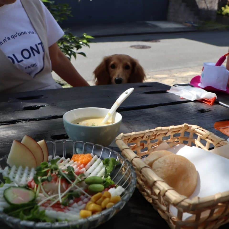 ピックさんのインスタグラム写真 - (ピックInstagram)「6月11日 @kota.emon.papi.mama  美里ちゃんと、木曽三川公園の後に @cafe_deli.fleur  #カフェフラワー陽だまりの丘  、 またまた、美里ちゃんオススメのカフェ 私のベスト３に入りました 、 お肉やお魚、 野菜と大豆がたっぷり 菜食ごはんのお店 予約は出来ないから、けっこう待つけど、待つ価値あり 、 私は、南インドカレー 美里ちゃんは、たらこパスタ 、 お肉やお魚、五葷使ってないとは思えないほどほんとに美味しい 私が大豆ミートで、ハンバーガーやら、ミートスパ作って、味気なくてやめた時のこと思い出したけど とにかくとにかく美味しい ヘルシー また行きたいお店 、 私のインドカレーには、ハムカツ添なのに、食べたらハムだし😁😁😁 、 絶対真似できない素敵なお料理だったよー! 、 #桑名市 #三重県 #三重県ランチ #テラスわんこok  #多頭飼い  #ミニチュアダックスフンド #イッヌ #いぬバカ部 #pecoいぬ部 #peppyフォト部 #dachshundlove #doggy #dogstagram_japan #イヌスタグラム #いぬすたぐらむ #たんそく部 #いぬのいる暮らし #犬の居る生活 #miniaturedachshund #犬 #dog #todayswanko #pecoいぬ部 #わんわん小学校 #lovedogs #犬好きな人と繋がりたい」10月13日 21時44分 - pick09040904