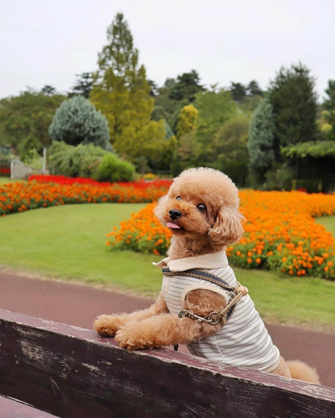 森下まいさんのインスタグラム写真 - (森下まいInstagram)「ぷぷまると清水公園の花ファンタジアへお出かけ〜🐻🏵️  @shimizukouen   コキアやハロウィンカラーの秋のお花が とーっても可愛かったです🥰🎃 　 ぷぷもいつも以上にはしゃいでました😂  10月31日までに、 花ファンタジア内で撮った愛犬の写真に 「#花ワンタジア」「#清水公園」の2つのハッシュタグを付けてInstagramに投稿すると、 ビッグドッグコットやホームカメラが当たる、 "花ワンタジアフォトキャンペーン"が開催中です💕  アスレチックやニジマス釣り、 BBQにキャンプも楽しめちゃう素敵な公園だったから また遊びに行きたいな🥰🐻  #Supported #清水公園 #shimizukouen  #花ファンタジア#わんことお出かけ #犬とお出かけ  #犬散歩 #千葉県 #野田市 #千葉県野田市 #ぷぷまい☺︎」10月13日 21時52分 - mai_morishita