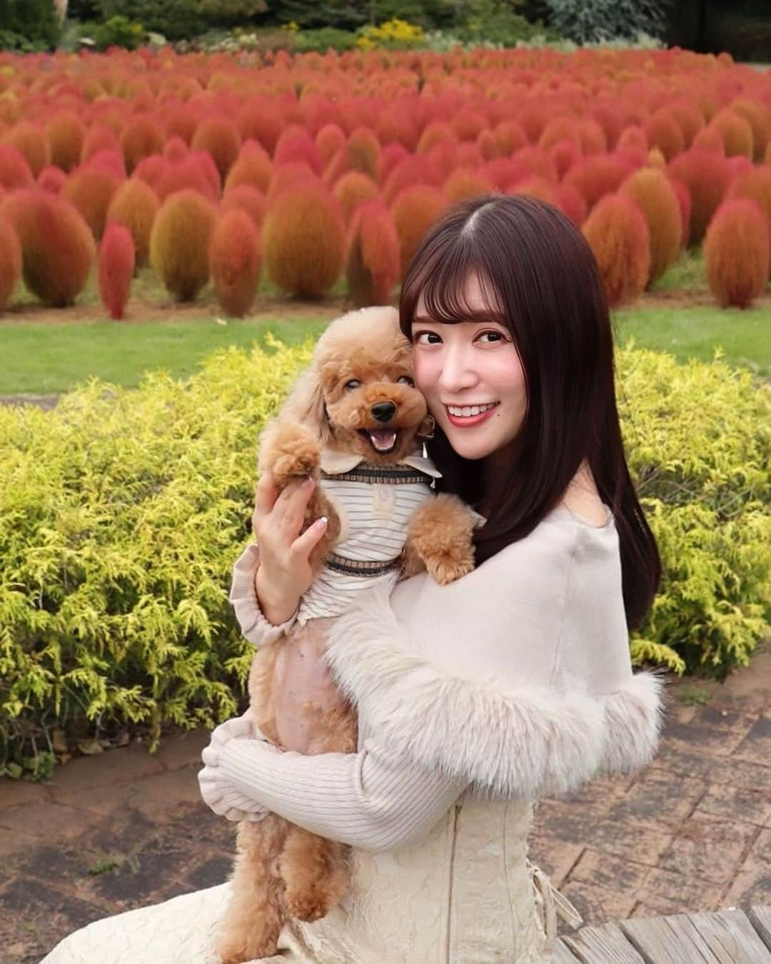 森下まいさんのインスタグラム写真 - (森下まいInstagram)「ぷぷまると清水公園の花ファンタジアへお出かけ〜🐻🏵️  @shimizukouen   コキアやハロウィンカラーの秋のお花が とーっても可愛かったです🥰🎃 　 ぷぷもいつも以上にはしゃいでました😂  10月31日までに、 花ファンタジア内で撮った愛犬の写真に 「#花ワンタジア」「#清水公園」の2つのハッシュタグを付けてInstagramに投稿すると、 ビッグドッグコットやホームカメラが当たる、 "花ワンタジアフォトキャンペーン"が開催中です💕  アスレチックやニジマス釣り、 BBQにキャンプも楽しめちゃう素敵な公園だったから また遊びに行きたいな🥰🐻  #Supported #清水公園 #shimizukouen  #花ファンタジア#わんことお出かけ #犬とお出かけ  #犬散歩 #千葉県 #野田市 #千葉県野田市 #ぷぷまい☺︎」10月13日 21時52分 - mai_morishita