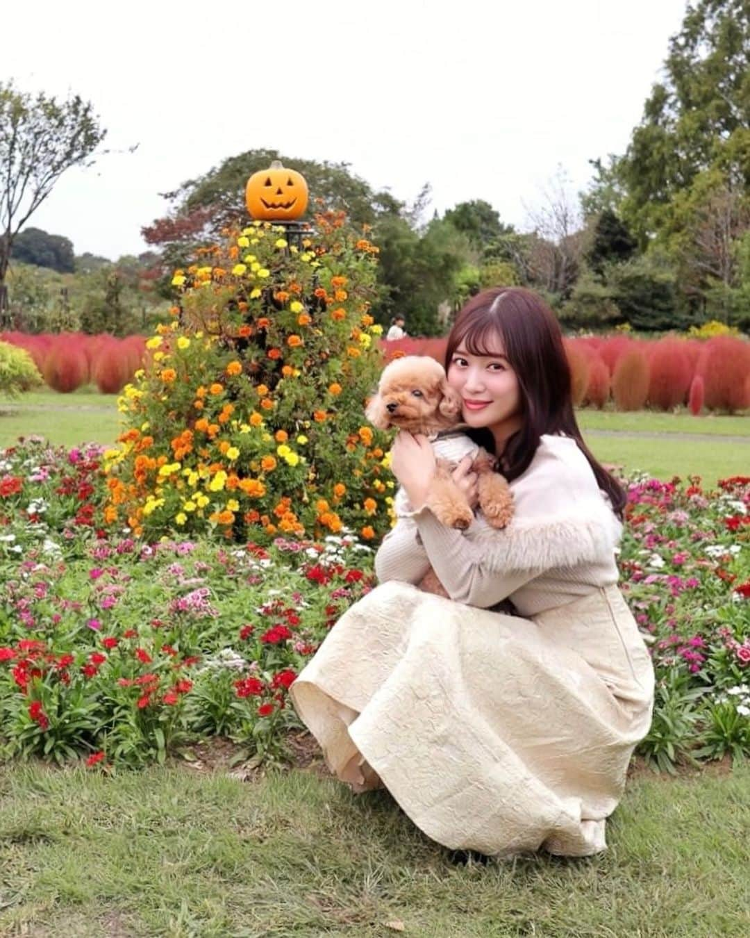 森下まいさんのインスタグラム写真 - (森下まいInstagram)「ぷぷまると清水公園の花ファンタジアへお出かけ〜🐻🏵️  @shimizukouen   コキアやハロウィンカラーの秋のお花が とーっても可愛かったです🥰🎃 　 ぷぷもいつも以上にはしゃいでました😂  10月31日までに、 花ファンタジア内で撮った愛犬の写真に 「#花ワンタジア」「#清水公園」の2つのハッシュタグを付けてInstagramに投稿すると、 ビッグドッグコットやホームカメラが当たる、 "花ワンタジアフォトキャンペーン"が開催中です💕  アスレチックやニジマス釣り、 BBQにキャンプも楽しめちゃう素敵な公園だったから また遊びに行きたいな🥰🐻  #Supported #清水公園 #shimizukouen  #花ファンタジア#わんことお出かけ #犬とお出かけ  #犬散歩 #千葉県 #野田市 #千葉県野田市 #ぷぷまい☺︎」10月13日 21時52分 - mai_morishita