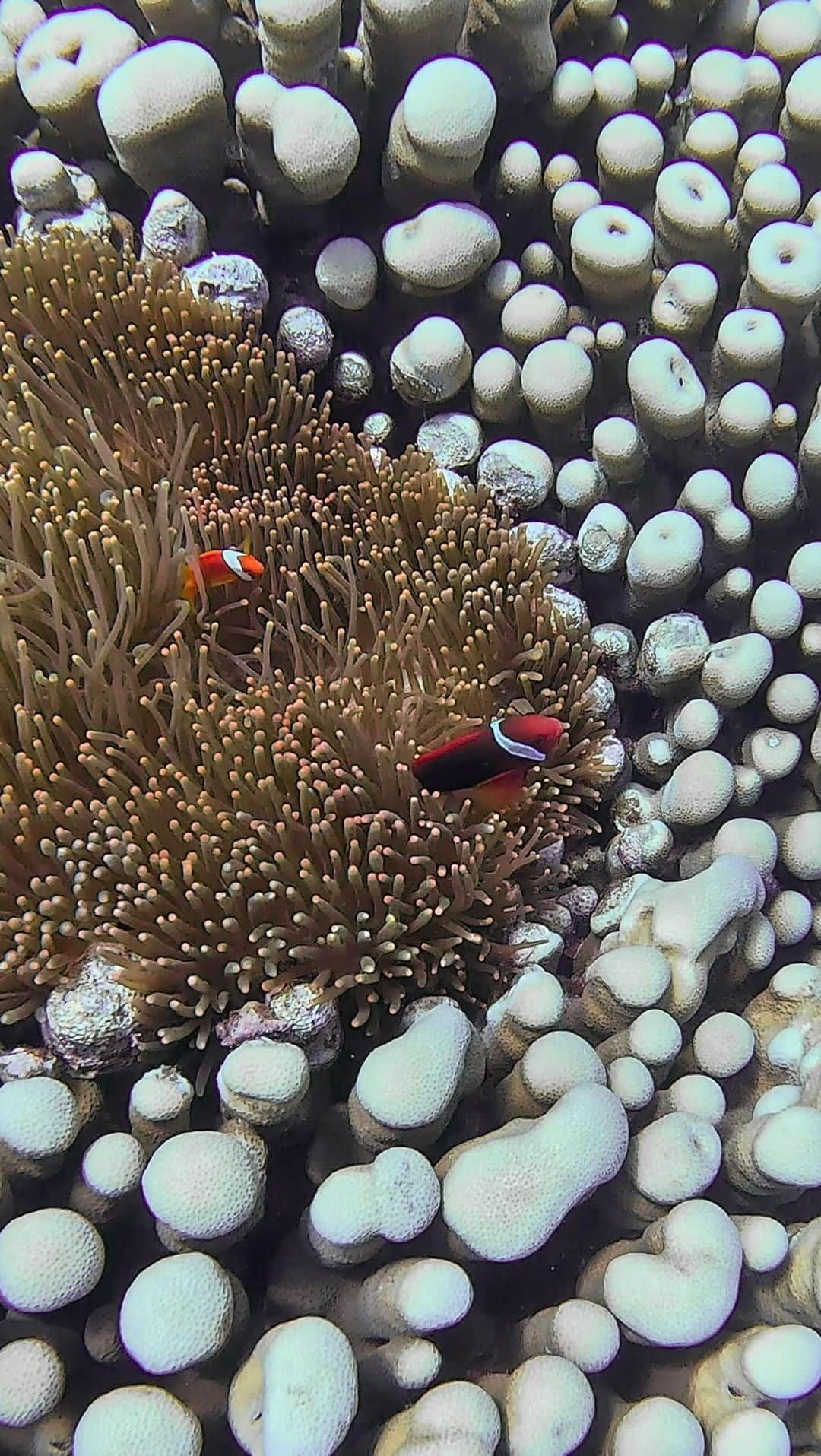 比嘉バービィのインスタグラム：「🐠🐟🐢  📍#IRIOMOTE   海の中がこんなにも楽しいとは🥹  📹: @gopro @goprojp 🚢: @iriomote_cross_river  👣: @okinawablessing_wetsuits  👙: @roxy  #GoPro #goprojp #okinawa  #diving #skindiving #snoker #GoProHero12 #GoProTravel #goprogirl #GoProBarby  #gopro #Barby旅行記 #星野リゾート西表島 #西表島ホテル」