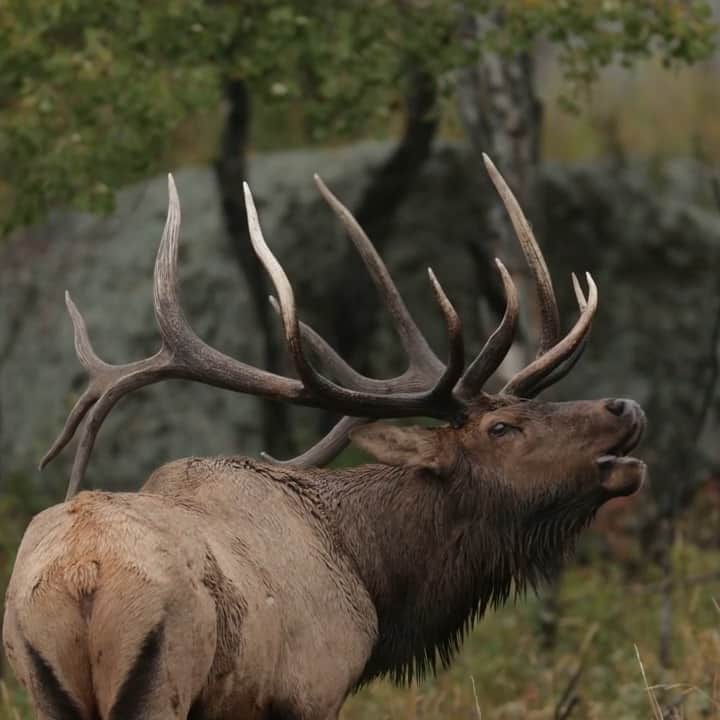 アニマルプラネットのインスタグラム：「Sound ON 🔊  Throughout early fall, bull elk bugle to show off for potential mates.   #FallVibes #wildlife」