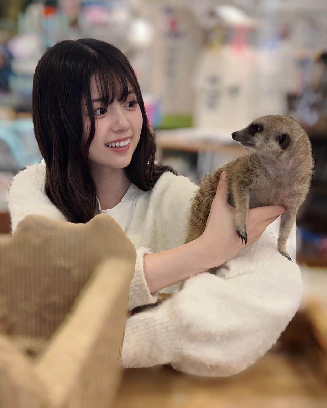 坂下真心のインスタグラム：「⌇ 𝖺𝗇𝗂𝗆𝖺𝗅 𝖼𝖺𝖿𝖾  生後2ヶ月半のミーアキャット！𖤐  まだ赤ちゃんだからとっても甘えん坊だったよ🍼  かわいすぎて連れて帰りたかった ( ߹ᯅ߹)🤍」