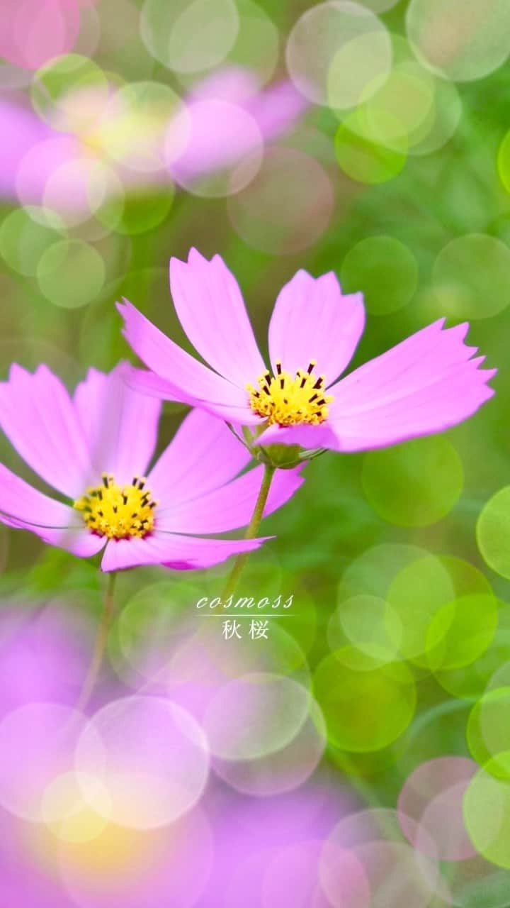 藤谷壮仁郎のインスタグラム：「「秋桜」cosmos 📷 ・秋桜（コスモス）撮った写真をPhotoshopで加工🤩 ・ ・ ・ ・ #秋桜 #コスモス #花 #花が好きな人と繋がりたい #花の写真  #cosmos #flower #flowerslovers #photolife #photography #flowerphotography #flowerstagram」