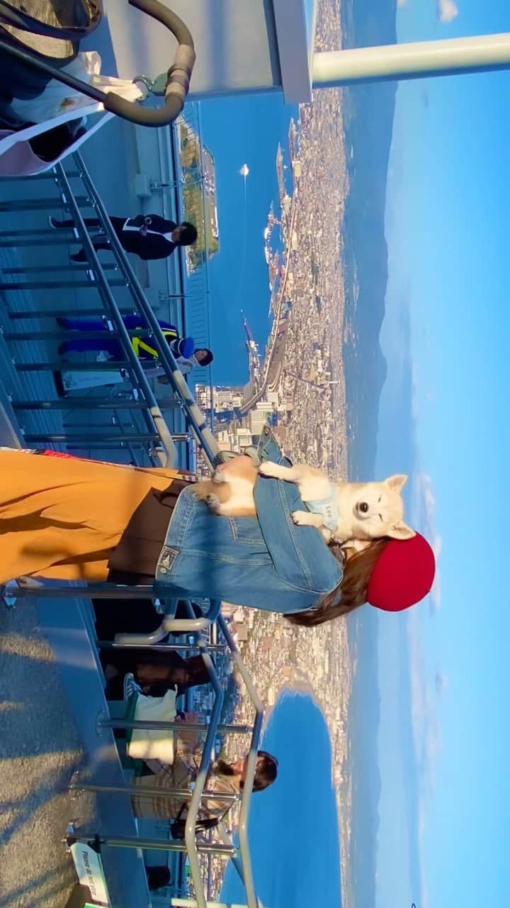 柴犬 けんしろう ゆりあのインスタグラム