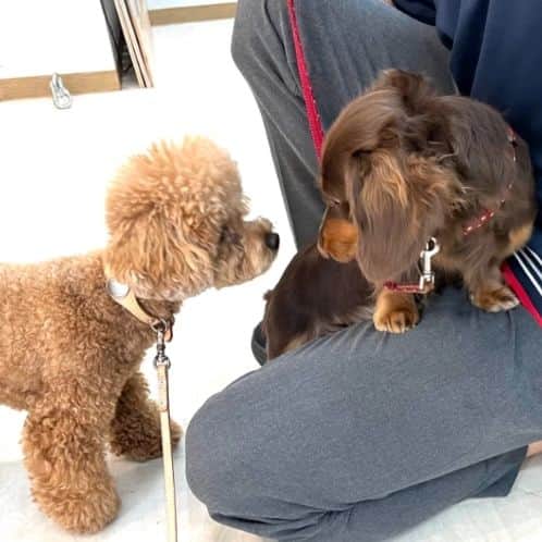 くるみんのインスタグラム：「* ひまりちゃん、先月末あたりから幼稚園再開してます。 登園中はトレーニング、お散歩、お友達とご挨拶などをしてくれます。 ご挨拶はトレーナーさんのお膝に乗ってが精一杯かしら😅  今日も登園予定。私は仕事なのでパパに送迎してもらって、あずきちゃんはパパとのんびり過ごす日だね  #カニンヘンダックスフント #カニンヘンダックス多頭飼い #カニンヘンダックスの日常 #カニンヘンダックス #カニンヘン #カニンヘンチョコタン #カニンヘンダックスチョコタン #カニンヘンの会 #カニンヘンダックスフンド #チョコタンダックスフント #チョコタンダックスフンド #チョコタンダックス #チョコタン #ダックスフントカニンヘン #ダックス多頭飼い #ダックスフント #ダックスフンドチョコタン #ダックスフンドカニンヘン #ダックス部 #ダックス #ダックスフンド #ダックスの日常 #ダックス短足部 #犬の幼稚園 #トレーニング #dachshund #dachs #dogstagram #dog #instagramdogs」