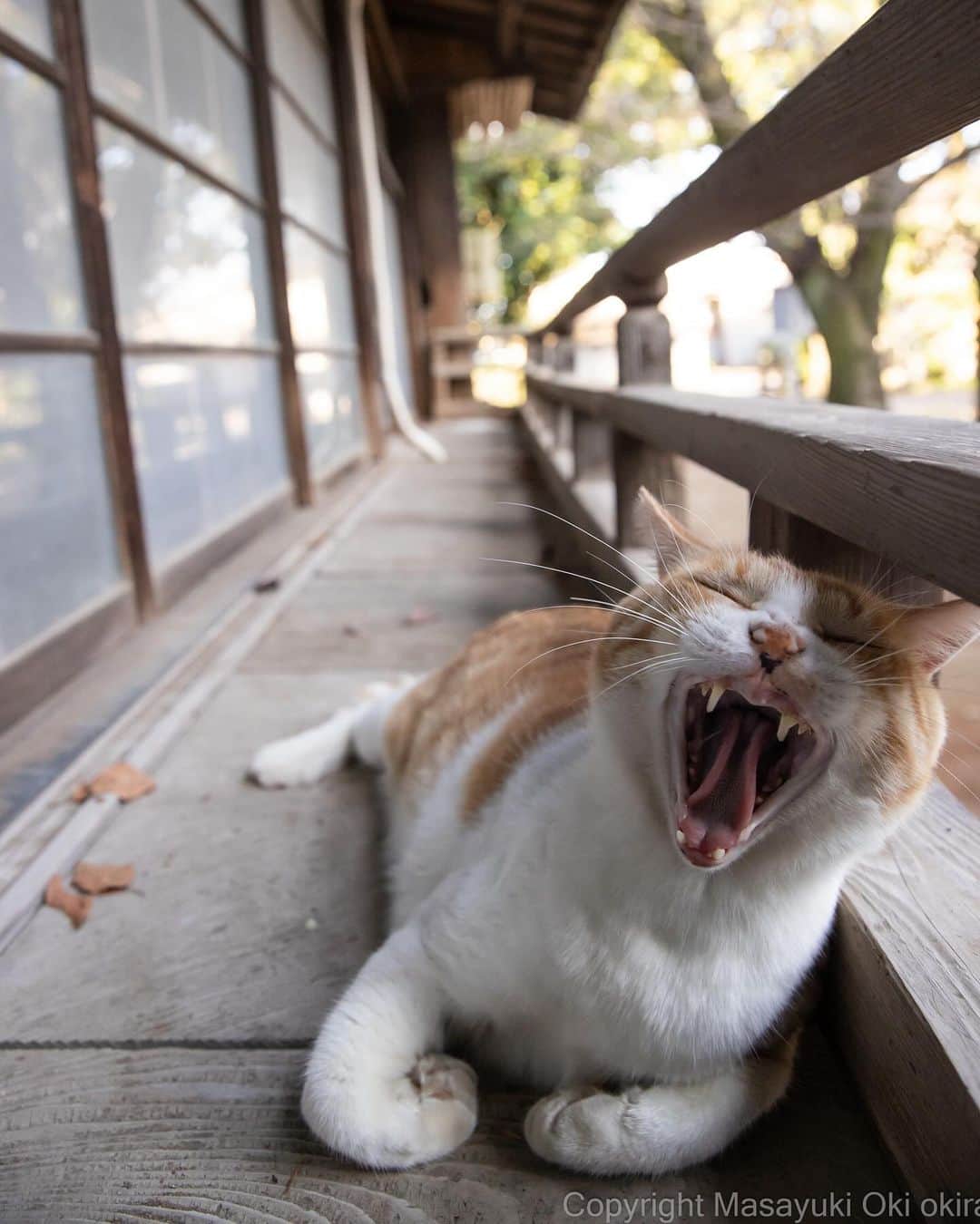 Masayukiさんのインスタグラム写真 - (MasayukiInstagram)「眠たいね。  #cat #ねこ #猫 #東京カメラ部 #nekoclub  #yourshotphotographer #my_eos_photo」10月14日 8時57分 - okirakuoki