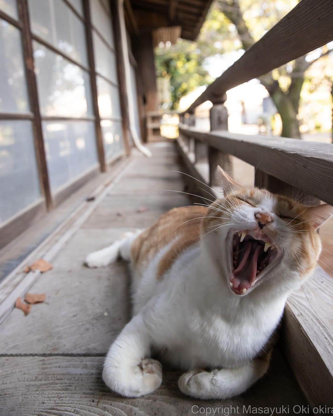 のインスタグラム：「眠たいね。  #cat #ねこ #猫 #東京カメラ部 #nekoclub  #yourshotphotographer #my_eos_photo」