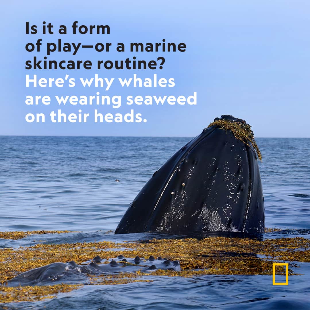 ナショナルジオグラフィックのインスタグラム：「Head to the link in bio to learn what a new study has uncovered about this "global phenomenon."  Humpback whales are well known for their fascinating culture, and now researchers have shed light on yet another aspect of whale behavior: playing with kelp they find floating in the ocean—or "kelping."  Photograph By Shutterstock」