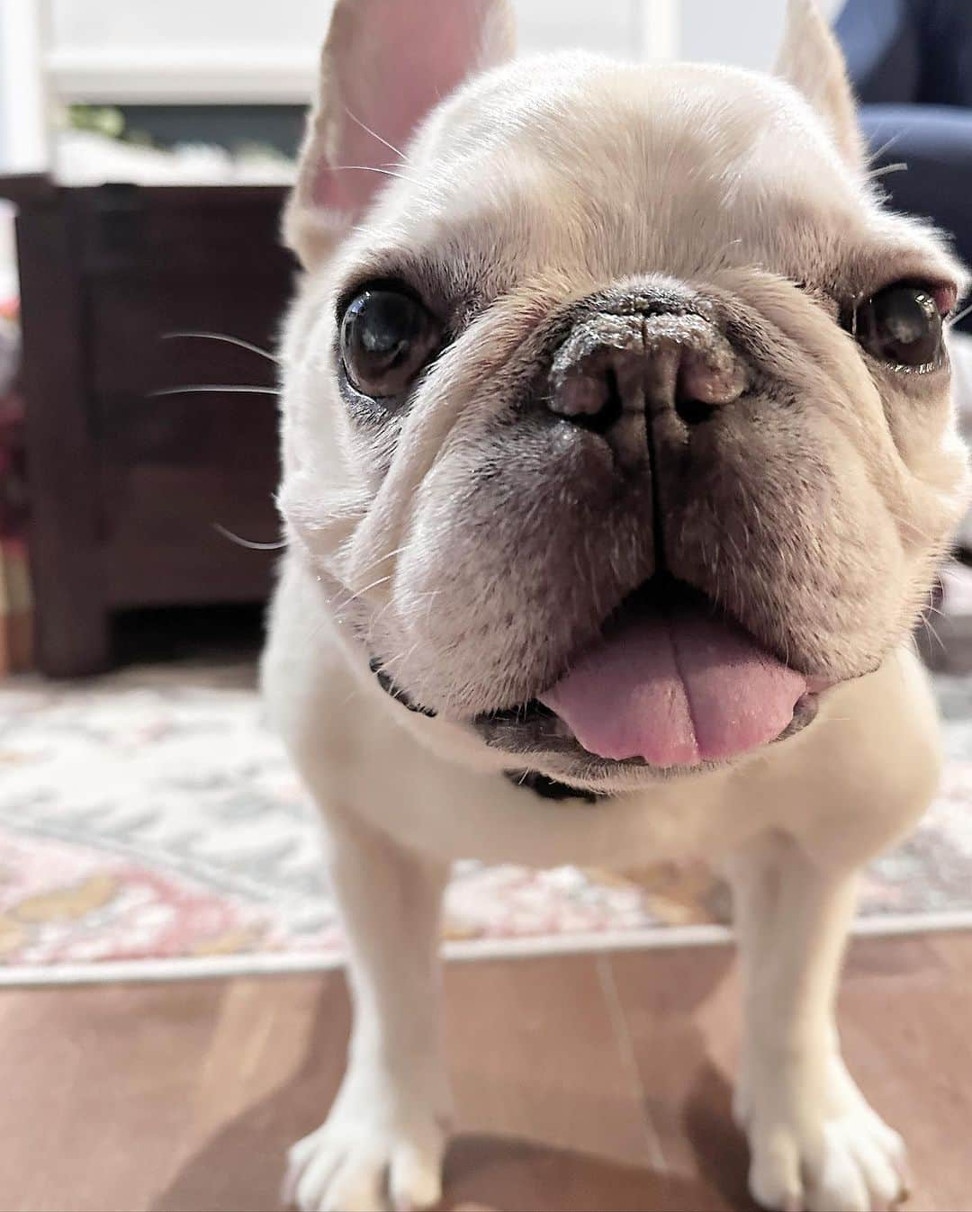 Sir Charles Barkleyのインスタグラム：「Happy Friday friends! #TGIF」