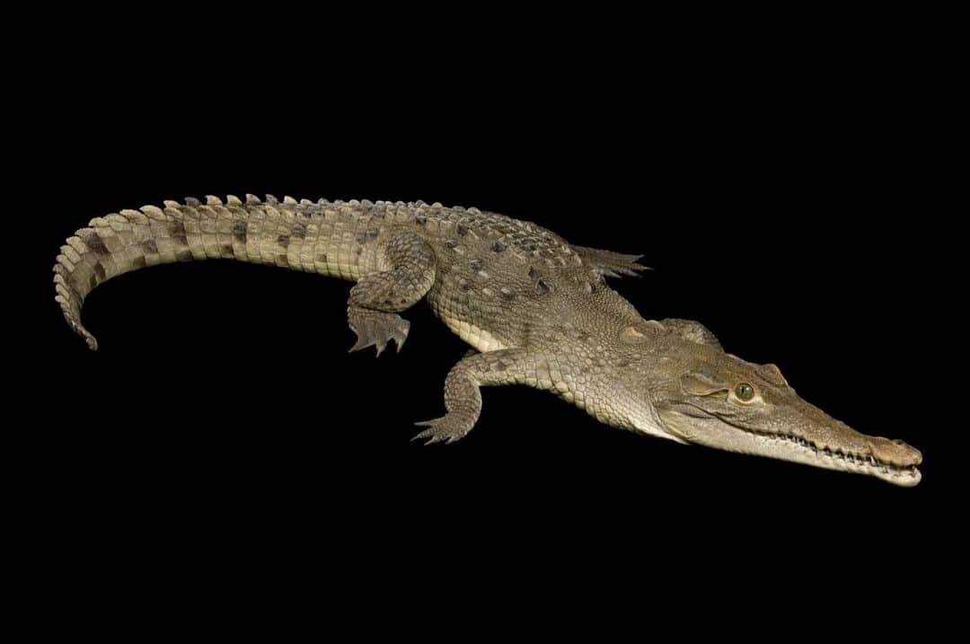 Joel Sartoreさんのインスタグラム写真 - (Joel SartoreInstagram)「Distinguishing the American crocodile from the American alligator can be tough, but there is one main feature that sets the crocodile apart - its long, slender snout. You can find both crocodiles and alligators in southern Florida, where they inhabit wetlands, ponds, creeks, and canals. Despite the negative perception of crocodiles as dangerous and aggressive, this particular species is extremely shy, reclusive, and rarely seen by people. Photos taken @theomahazoo.   #Croctober #americancrocodile #reptile #animal #wildlife #crocodile #photography #animalphotography #wildlifephotography #studioportrait #PhotoArk @insidenatgeo」10月14日 0時23分 - joelsartore