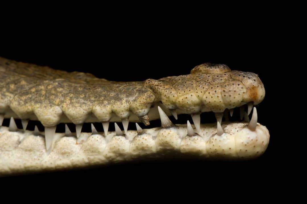 Joel Sartoreさんのインスタグラム写真 - (Joel SartoreInstagram)「Distinguishing the American crocodile from the American alligator can be tough, but there is one main feature that sets the crocodile apart - its long, slender snout. You can find both crocodiles and alligators in southern Florida, where they inhabit wetlands, ponds, creeks, and canals. Despite the negative perception of crocodiles as dangerous and aggressive, this particular species is extremely shy, reclusive, and rarely seen by people. Photos taken @theomahazoo.   #Croctober #americancrocodile #reptile #animal #wildlife #crocodile #photography #animalphotography #wildlifephotography #studioportrait #PhotoArk @insidenatgeo」10月14日 0時23分 - joelsartore