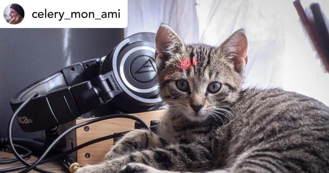 Audio-Technica USAのインスタグラム：「#FanPhotoFriday: We’re not kitten around when we say the ATH-M50x will become your go-to headphones. Thanks for sharing our gear, Instagram user @celery_mon_ami! ⁠ .⁠ .⁠ .⁠ .⁠ #AudioTechnica #Headphones #StudioGear #StudioHeadphones」