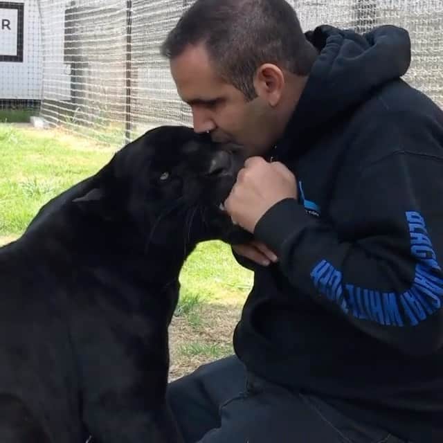 Black Jaguar-White Tiger のインスタグラム：「Some Moons ago :)」