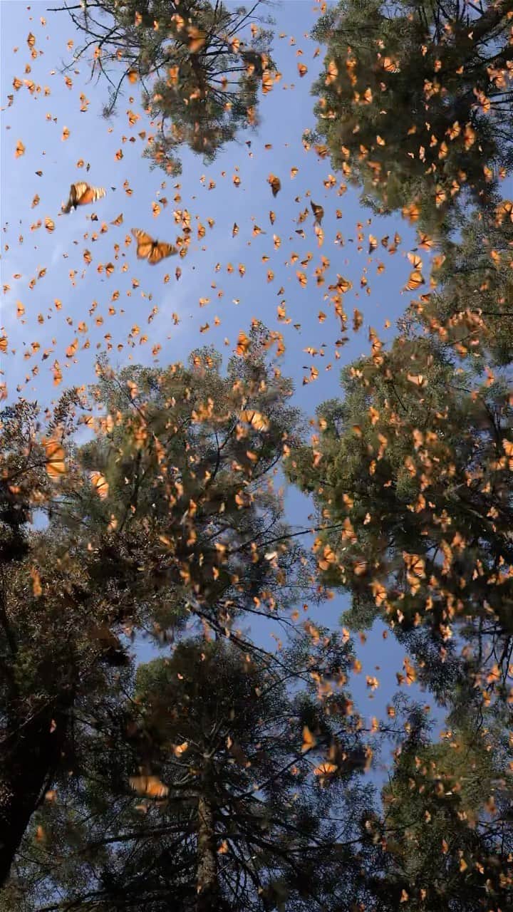 ナショナルジオグラフィックのインスタグラム：「Video by @jaimerojo | When millions of monarchs are flying around you in the forests of Michoacán, Mexico, it’s easy to think that their population is doing just fine. This “illusion of plenty” has haunted other species in the past. The IUCN’s decision to downlist monarchs from “endangered” to “vulnerable” raises many questions. Most scientists agree that habitat loss is behind the long-term decline of these butterflies. Although the numbers have been relatively stable in the past decade, they’re fluctuating around a much lower average. The new IUCN assessment is based on data from this past decade, but that doesn’t mean the monarchs are safe. They remain vulnerable to threats that include extreme weather events caused by climate change. In the end, many of us agree that we should keep doing what we can to conserve this species.  You can read more about the downlisting at the link in bio.」