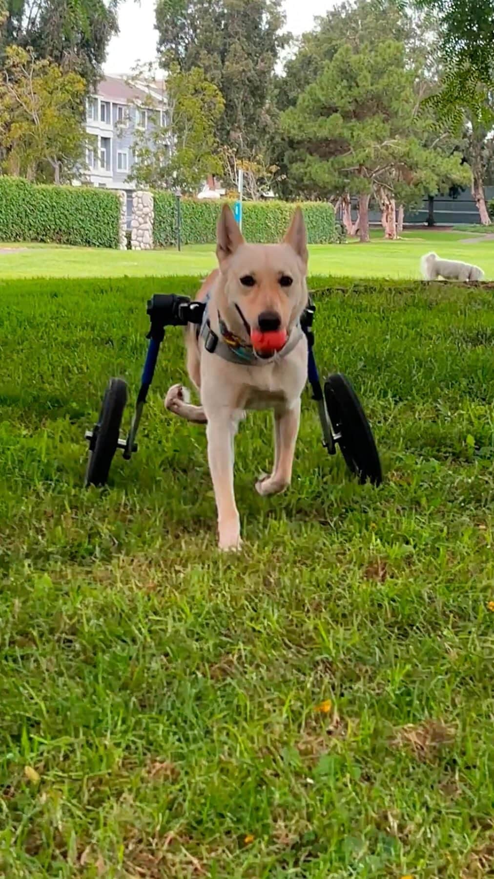 のインスタグラム：「Ball is life 🥎 Presented by @subaru_usa (🎥: @theunstoppabledogs)  Celebrate Subaru’s National #MakeADogsDay with us on October 22nd to spread more love to underdogs like Pop ❤️」