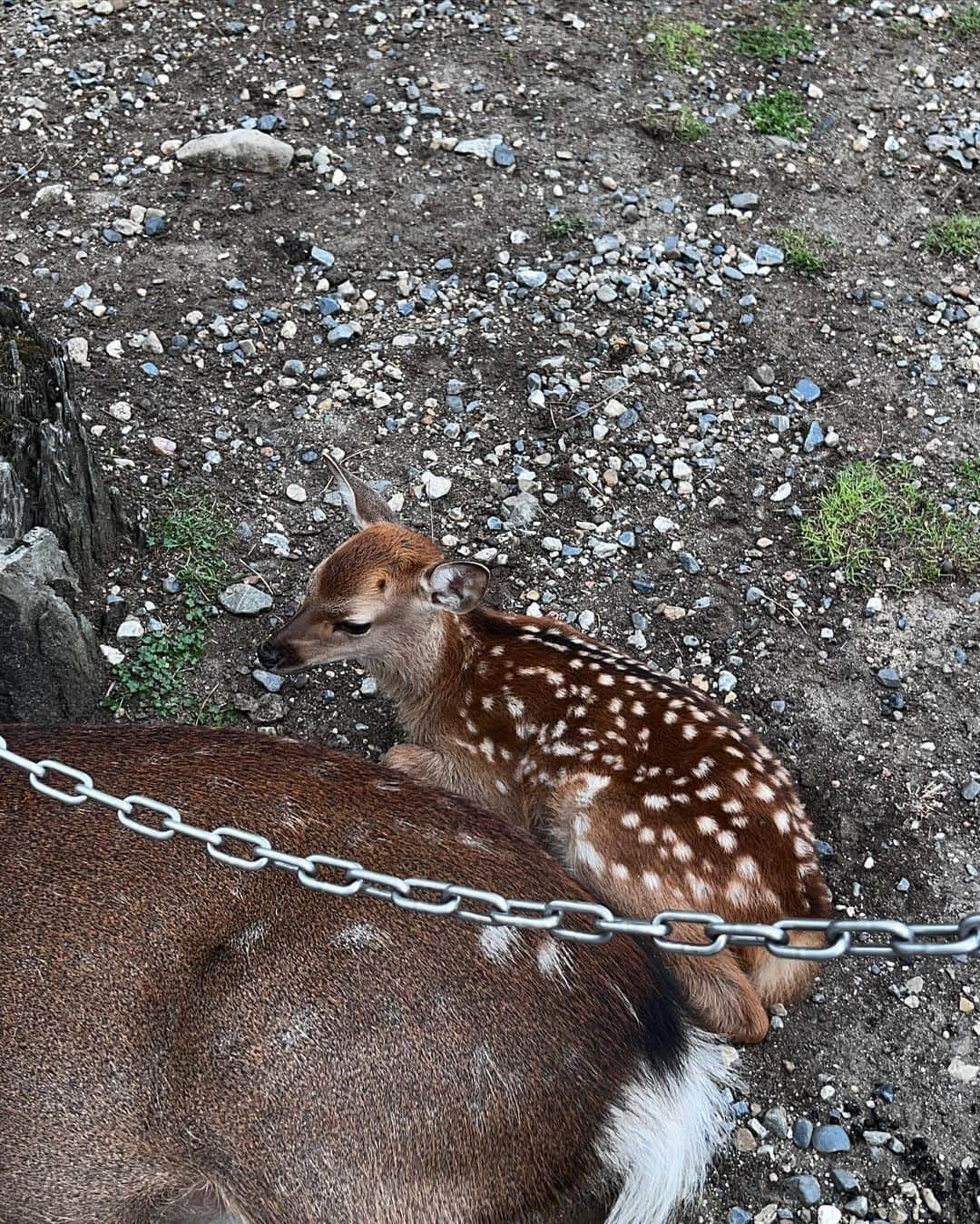 イ・ヨンユさんのインスタグラム写真 - (イ・ヨンユInstagram)「baby bambi 🦌🫎🤎」10月14日 2時25分 - 0.you__