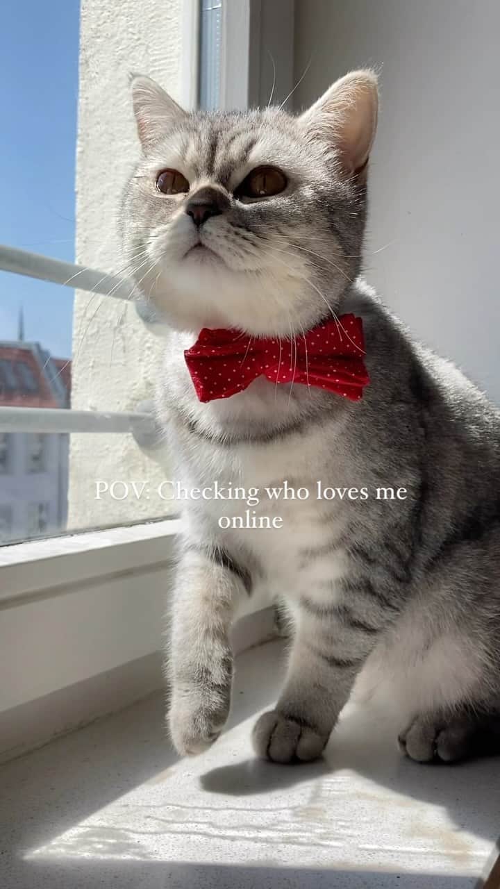catinberlinのインスタグラム：「Just checking who’s leaving some love in the comments for me? 😻  catinberlin.com  #cat #catsofinstagram #catstagram #kitty #pets #petstagram #petsofinstagram #catinberlin #love #bowtie #cute #adorable #weeklyfluff #fluffy #lovecats #lovepets #cuteanimals」
