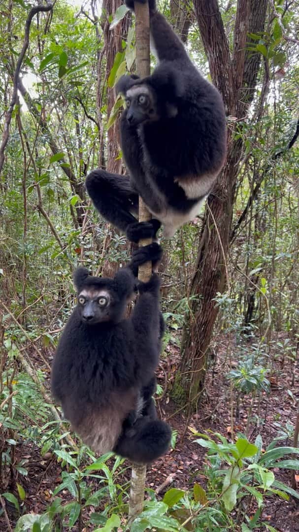 Earth Picsのインスタグラム：「@grd_dnl The indri, also called the babakoto, is one of the largest living lemurs, with a head-body length of about 64-72 cm and a weight of between 6 and 9.5 kg. It has a black and white coat and maintains an upright posture when climbing or clinging.」