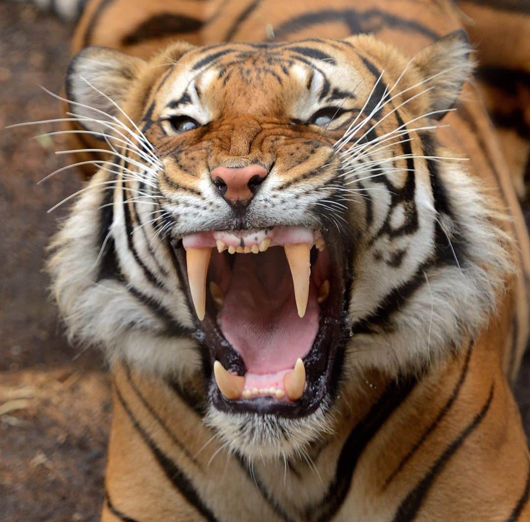 San Diego Zooのインスタグラム：「TGIF: Tigers Gigantic Intimidating Fangs   Tigers have the largest canines of all cats, with fangs that can grow up to 3.5 inches long (👆) Exhi-bite A.   📸: Mike Wilson  #FangFriday #MalayanTiger #SanDiegoZoo」