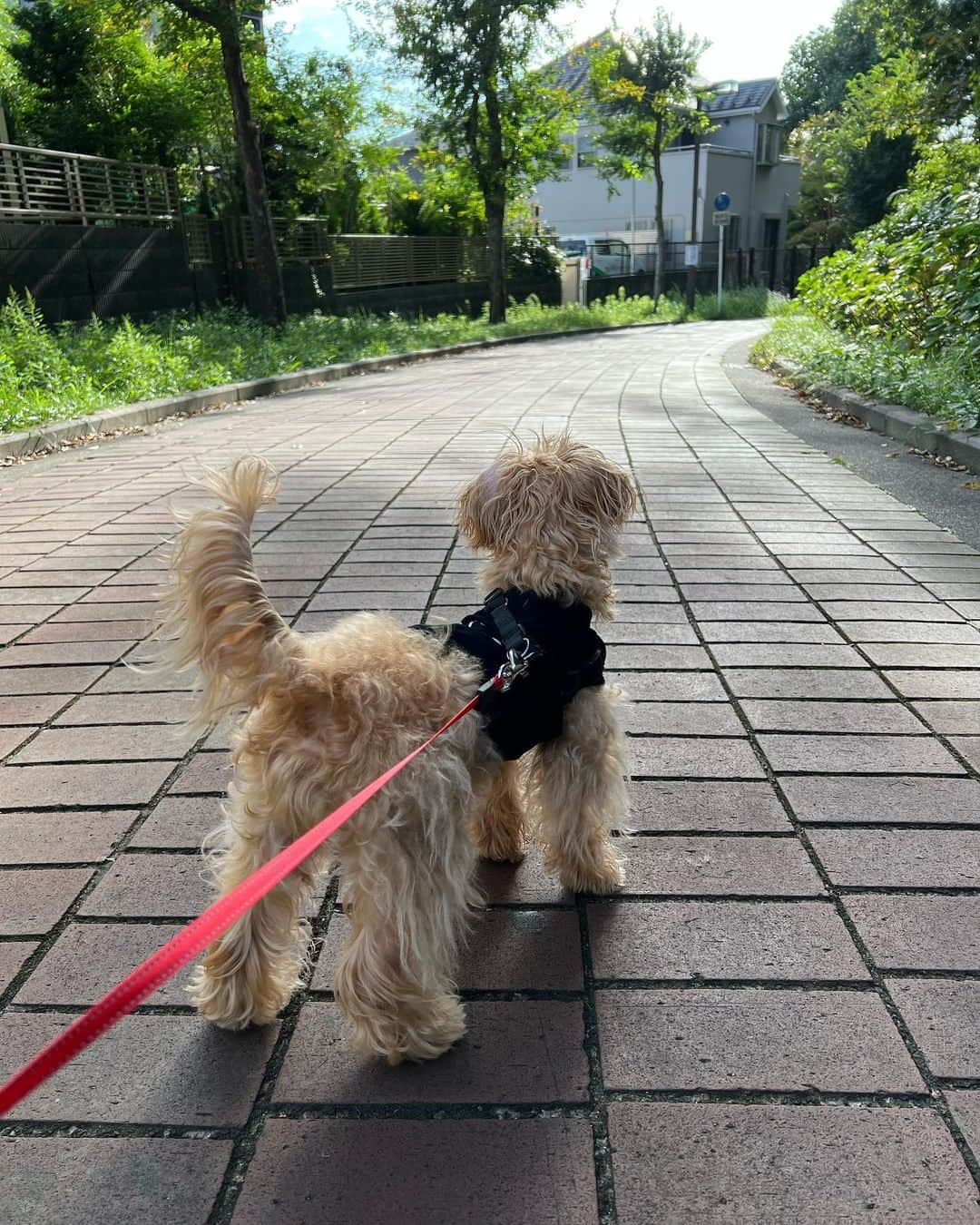 原日出子のインスタグラム：「お天気さえ良ければ 毎朝のお散歩🚶‍♀️🐕 私にとっても 嬉しい習慣です☺️ まだ6ヶ月半のMarcoは 何にでも興味津々😅 すれ違うワンチャン みんなにご挨拶💖 すでに ご近所のお散歩友達に名前を覚えていただきました。 毎日 待っててくれるおばちゃんもいますw みんなに可愛がっていただき 感謝です💖  #ワンコのいる生活 #朝のお散歩 #緑道 #癒し #ウォーキング」