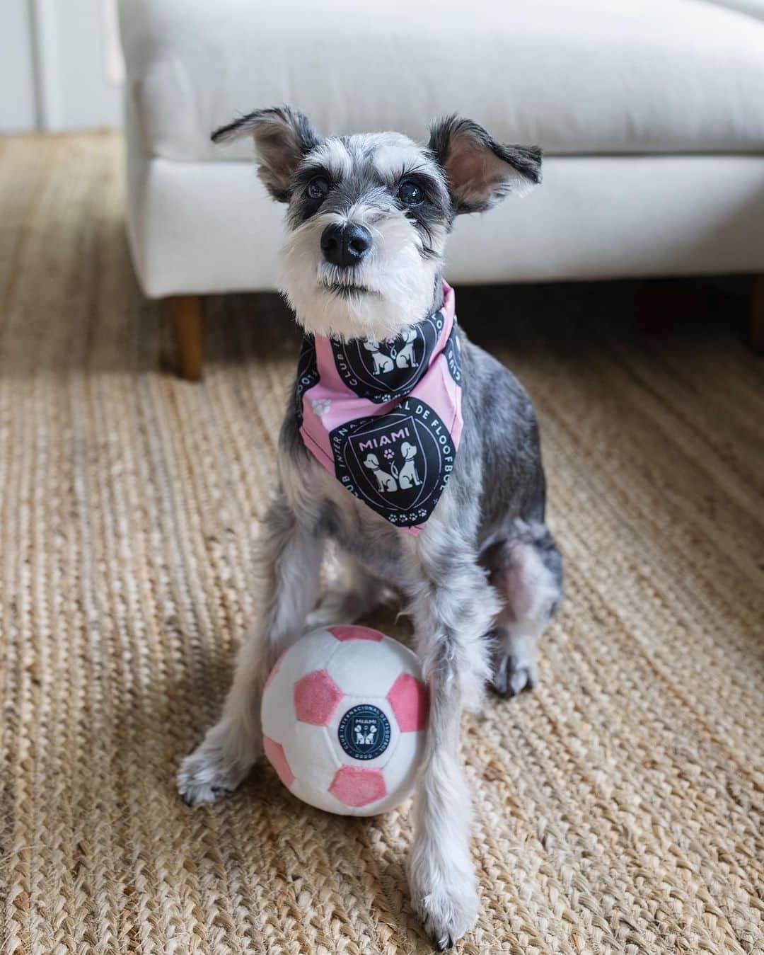 Remix the Dogさんのインスタグラム写真 - (Remix the DogInstagram)「Put me in coach!! ⚽️   ‼️contest alert‼️ Do you want to become part of the Floofbol Miami soccer team? Well now is your chance!   We are looking for a TEAM CAPTAIN to represent this paw-some new team! Follow the steps below for a chance to become crowned Team Captain of Floofbol Miami (oh, and win a $100 Floofbol gift card)! 🤩🩷🐶⚽️🐾  Rules: 1. Order AT LEAST a ball and/or bandana from the Floofbol Miami collection (use code REMIX10 for 10% off)! 🩷 2. Follow @floofbol_dogtoys 3. Tag a furry friend in the comments who you want as a teammate 🐾⚽️ 4. Post a sweet audition tape (IG reel) with your new gear (don’t forget to tag @floofbol_dogtoys and use hashtag #FloofbolMiamiAuditions2023) 📽️  Contestants will be judged on creativity and quality of audition tape!  Contest ends December 4th. Good luck!   🐾⚽️🐶🐾⚽️🐶🐾⚽️🐶  Best of luck!  #intermiamicf #messi #futebol #soccer」10月14日 4時42分 - remixthedog