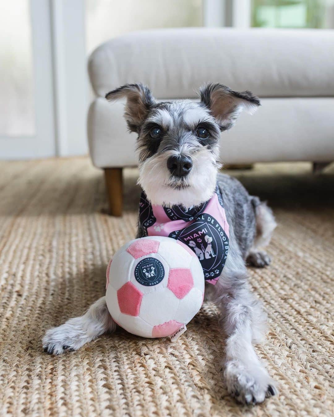 Remix the Dogさんのインスタグラム写真 - (Remix the DogInstagram)「Put me in coach!! ⚽️   ‼️contest alert‼️ Do you want to become part of the Floofbol Miami soccer team? Well now is your chance!   We are looking for a TEAM CAPTAIN to represent this paw-some new team! Follow the steps below for a chance to become crowned Team Captain of Floofbol Miami (oh, and win a $100 Floofbol gift card)! 🤩🩷🐶⚽️🐾  Rules: 1. Order AT LEAST a ball and/or bandana from the Floofbol Miami collection (use code REMIX10 for 10% off)! 🩷 2. Follow @floofbol_dogtoys 3. Tag a furry friend in the comments who you want as a teammate 🐾⚽️ 4. Post a sweet audition tape (IG reel) with your new gear (don’t forget to tag @floofbol_dogtoys and use hashtag #FloofbolMiamiAuditions2023) 📽️  Contestants will be judged on creativity and quality of audition tape!  Contest ends December 4th. Good luck!   🐾⚽️🐶🐾⚽️🐶🐾⚽️🐶  Best of luck!  #intermiamicf #messi #futebol #soccer」10月14日 4時42分 - remixthedog