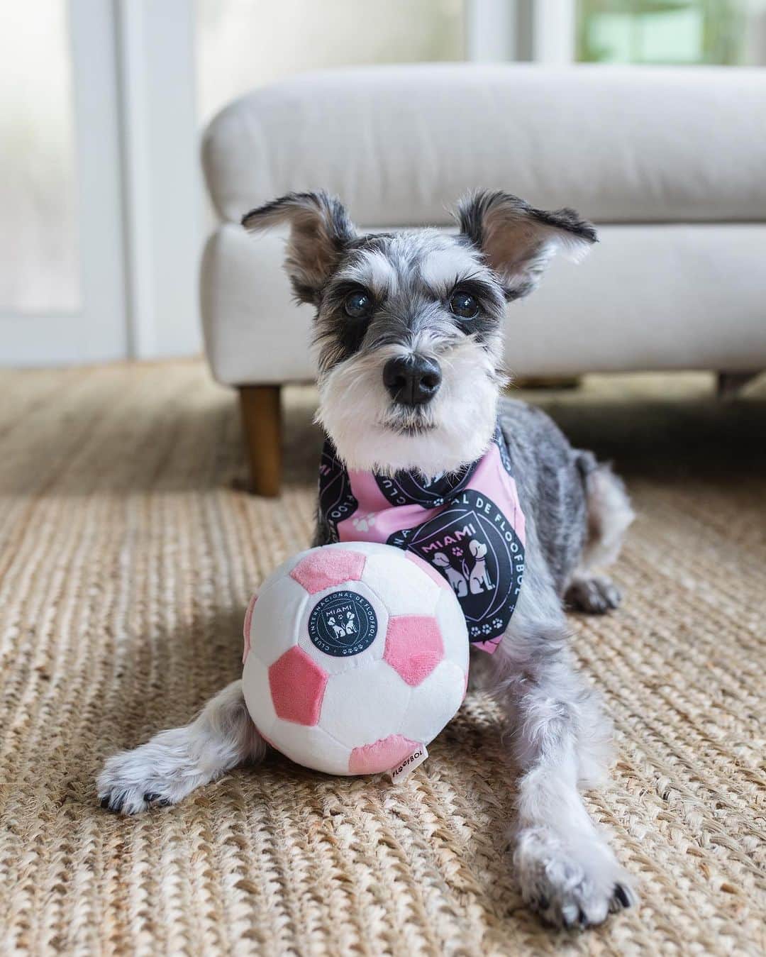 Remix the Dogさんのインスタグラム写真 - (Remix the DogInstagram)「Put me in coach!! ⚽️   ‼️contest alert‼️ Do you want to become part of the Floofbol Miami soccer team? Well now is your chance!   We are looking for a TEAM CAPTAIN to represent this paw-some new team! Follow the steps below for a chance to become crowned Team Captain of Floofbol Miami (oh, and win a $100 Floofbol gift card)! 🤩🩷🐶⚽️🐾  Rules: 1. Order AT LEAST a ball and/or bandana from the Floofbol Miami collection (use code REMIX10 for 10% off)! 🩷 2. Follow @floofbol_dogtoys 3. Tag a furry friend in the comments who you want as a teammate 🐾⚽️ 4. Post a sweet audition tape (IG reel) with your new gear (don’t forget to tag @floofbol_dogtoys and use hashtag #FloofbolMiamiAuditions2023) 📽️  Contestants will be judged on creativity and quality of audition tape!  Contest ends December 4th. Good luck!   🐾⚽️🐶🐾⚽️🐶🐾⚽️🐶  Best of luck!  #intermiamicf #messi #futebol #soccer」10月14日 4時42分 - remixthedog