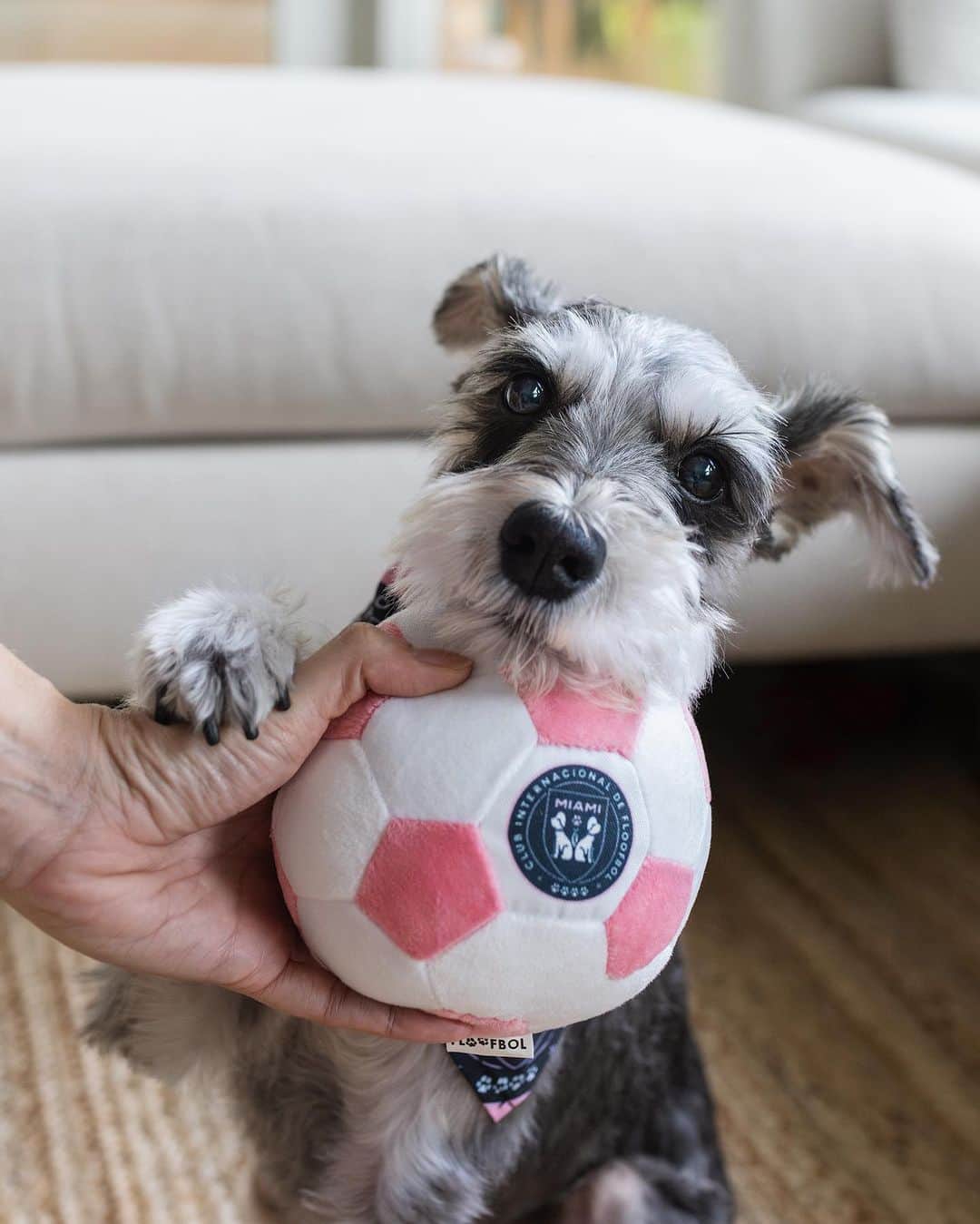 Remix the Dogのインスタグラム：「Put me in coach!! ⚽️   ‼️contest alert‼️ Do you want to become part of the Floofbol Miami soccer team? Well now is your chance!   We are looking for a TEAM CAPTAIN to represent this paw-some new team! Follow the steps below for a chance to become crowned Team Captain of Floofbol Miami (oh, and win a $100 Floofbol gift card)! 🤩🩷🐶⚽️🐾  Rules: 1. Order AT LEAST a ball and/or bandana from the Floofbol Miami collection (use code REMIX10 for 10% off)! 🩷 2. Follow @floofbol_dogtoys 3. Tag a furry friend in the comments who you want as a teammate 🐾⚽️ 4. Post a sweet audition tape (IG reel) with your new gear (don’t forget to tag @floofbol_dogtoys and use hashtag #FloofbolMiamiAuditions2023) 📽️  Contestants will be judged on creativity and quality of audition tape!  Contest ends December 4th. Good luck!   🐾⚽️🐶🐾⚽️🐶🐾⚽️🐶  Best of luck!  #intermiamicf #messi #futebol #soccer」