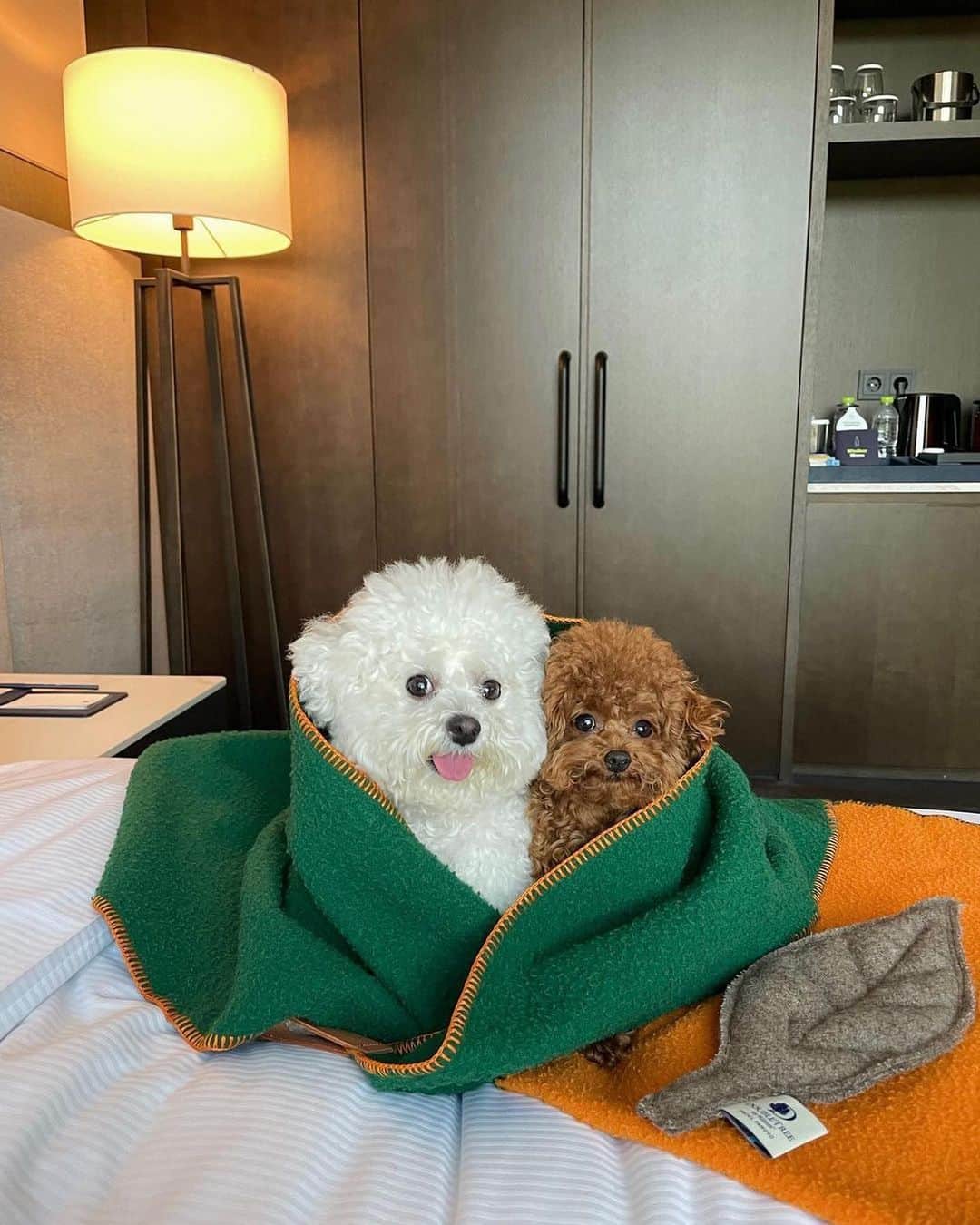 Instagramさんのインスタグラム写真 - (InstagramInstagram)「Besties for the resties.    On today’s #WeeklyFluff, cozy up with @arang2o_o (Arang and Aro) — poodle and bichon BFFs — on their weekend getaway.    Photos and videos by @arang2o_o」10月14日 6時07分 - instagram