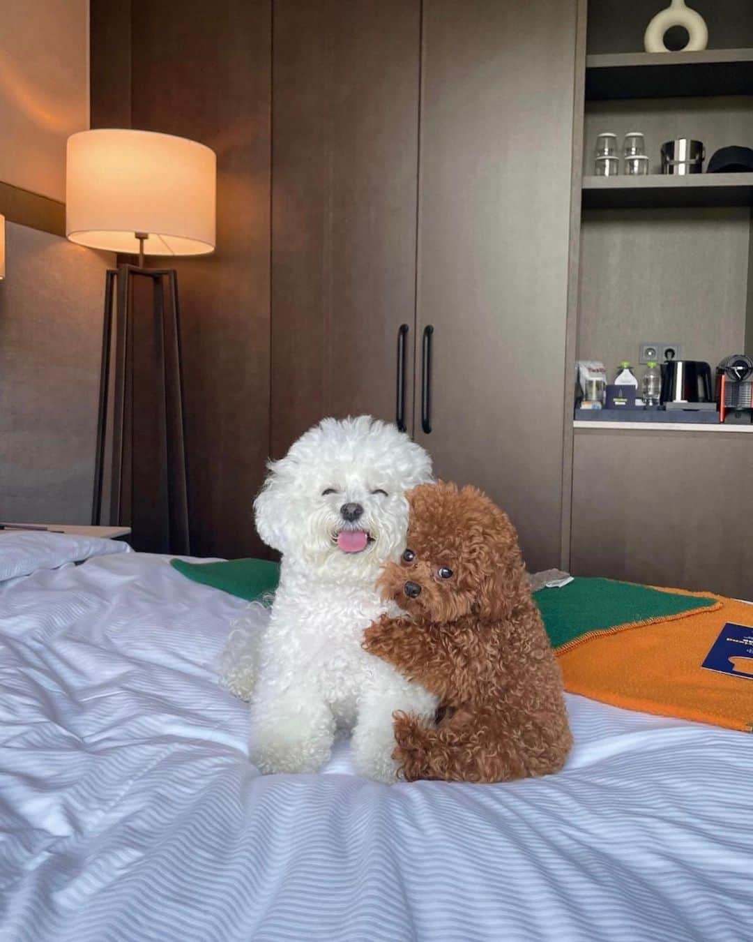 のインスタグラム：「Besties for the resties.    On today’s #WeeklyFluff, cozy up with @arang2o_o (Arang and Aro) — poodle and bichon BFFs — on their weekend getaway.    Photos and videos by @arang2o_o」
