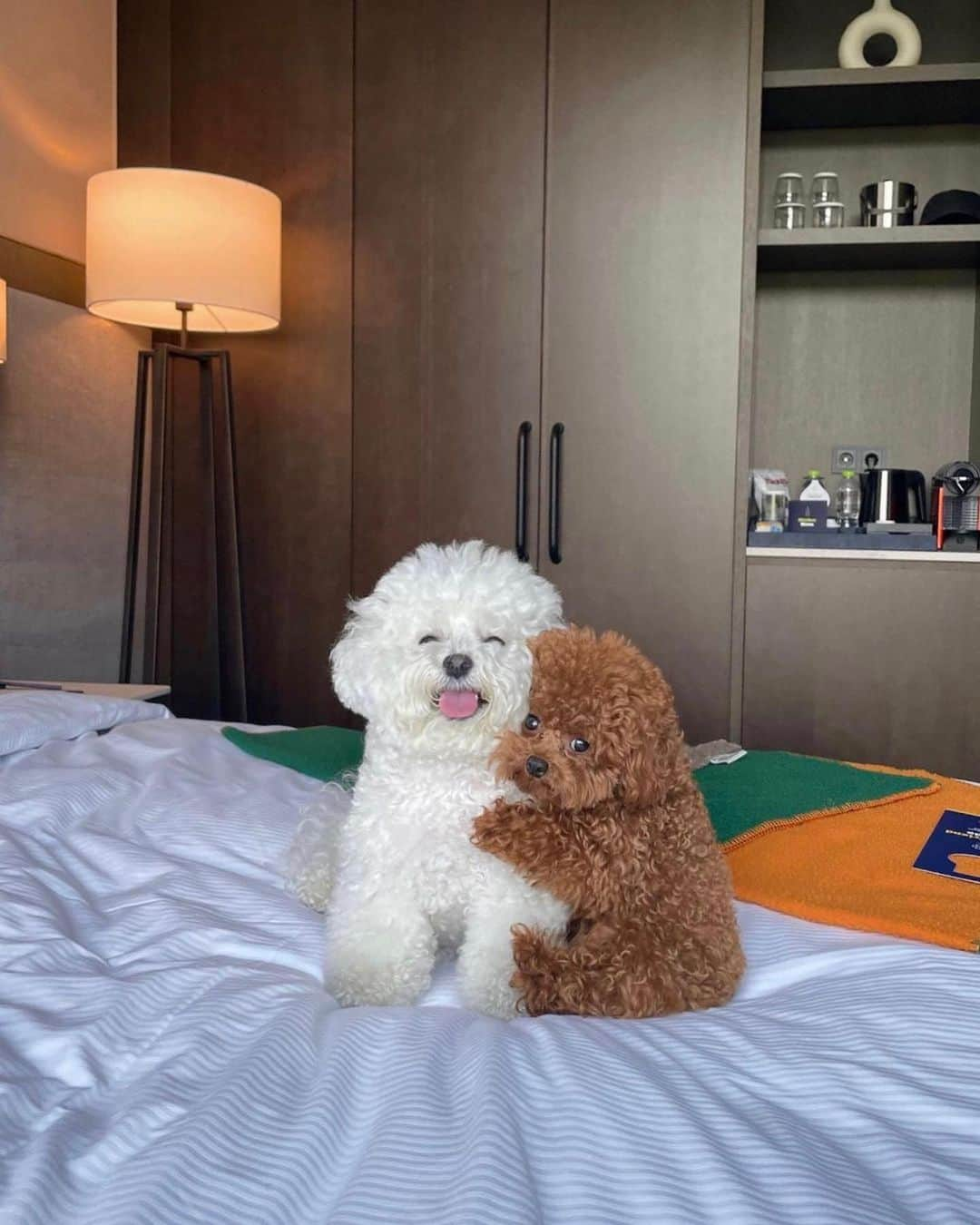 Instagramのインスタグラム：「Besties for the resties.    On today’s #WeeklyFluff, cozy up with @arang2o_o (Arang and Aro) — poodle and bichon BFFs — on their weekend getaway.    Photos and videos by @arang2o_o」