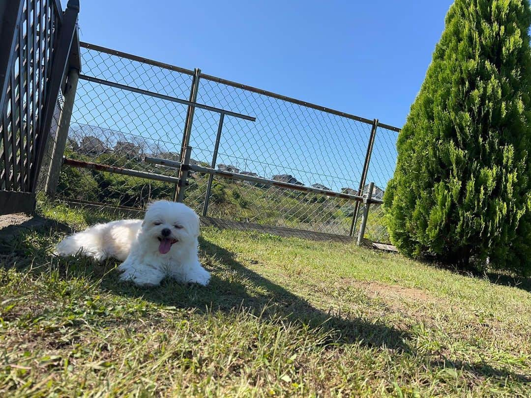 小野真弓さんのインスタグラム写真 - (小野真弓Instagram)「おはわーん😆🐾 ハルくんわん🐏  秋ですねぇ🌸🌸🌸 おり様、お気に入りのドッグランに パトロール行ってきましたー😆🐾  ひととおり見回りしたら〜 日陰で休憩😪 まだまだ日差しは夏の名残☺️☀️  ハナ姉ちゃんは、 お庭で、トコトコ競歩🦝🐾😆🌿 転がりながらですが〜お外のにおいが、嬉しそうでした✨ 昼間は少し調子が良さそう🥺🎀 今日も、のんびり無理なく〜 ハナちゃんの楽しいことしたいと思います(*´꒳`*)  今日も良い天気😆 良い週末をお過ごしください☺️  #わんにゃん日記 #犬と猫のいる暮らし #お外大好き#ハルくん #のんびりシニア#ハナちゃん #あまえんぼ兄妹#アオナナ #ツンデレ#くーちゃん」10月14日 7時23分 - hanaharuaroi