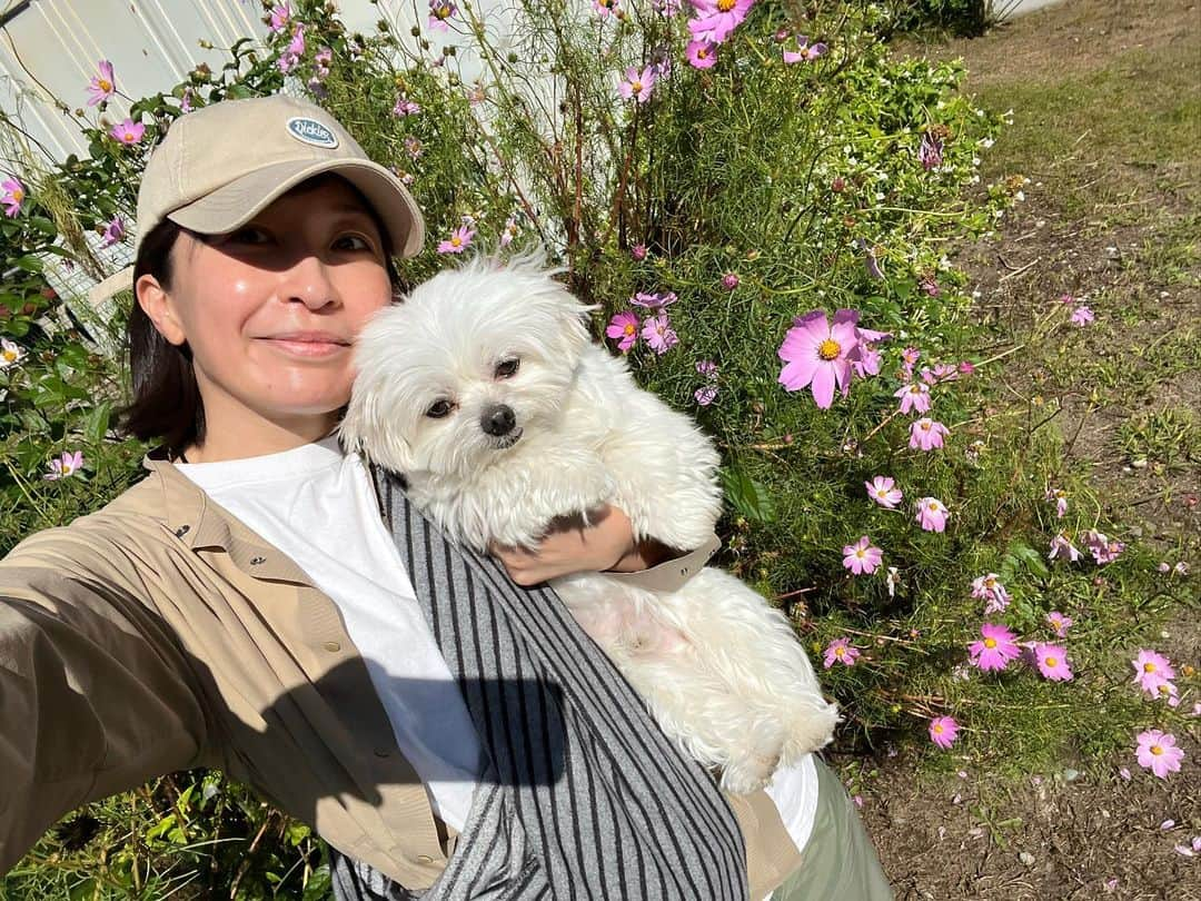 小野真弓さんのインスタグラム写真 - (小野真弓Instagram)「おはわーん😆🐾 ハルくんわん🐏  秋ですねぇ🌸🌸🌸 おり様、お気に入りのドッグランに パトロール行ってきましたー😆🐾  ひととおり見回りしたら〜 日陰で休憩😪 まだまだ日差しは夏の名残☺️☀️  ハナ姉ちゃんは、 お庭で、トコトコ競歩🦝🐾😆🌿 転がりながらですが〜お外のにおいが、嬉しそうでした✨ 昼間は少し調子が良さそう🥺🎀 今日も、のんびり無理なく〜 ハナちゃんの楽しいことしたいと思います(*´꒳`*)  今日も良い天気😆 良い週末をお過ごしください☺️  #わんにゃん日記 #犬と猫のいる暮らし #お外大好き#ハルくん #のんびりシニア#ハナちゃん #あまえんぼ兄妹#アオナナ #ツンデレ#くーちゃん」10月14日 7時23分 - hanaharuaroi