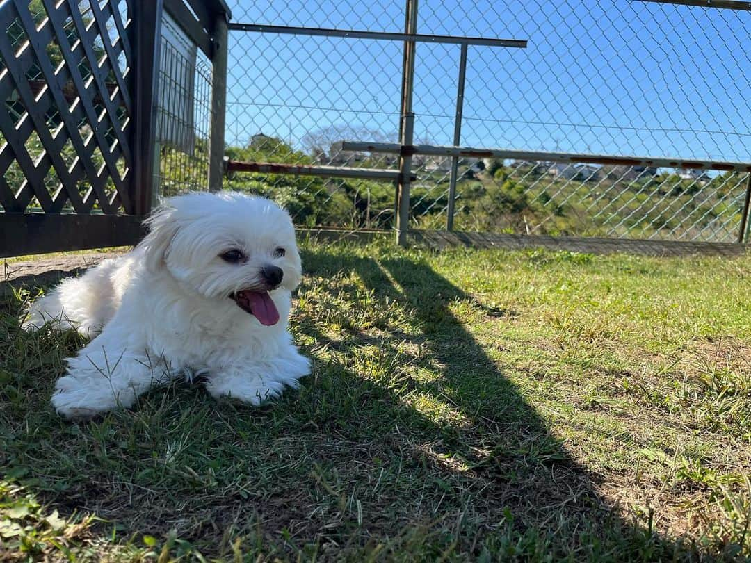 小野真弓さんのインスタグラム写真 - (小野真弓Instagram)「おはわーん😆🐾 ハルくんわん🐏  秋ですねぇ🌸🌸🌸 おり様、お気に入りのドッグランに パトロール行ってきましたー😆🐾  ひととおり見回りしたら〜 日陰で休憩😪 まだまだ日差しは夏の名残☺️☀️  ハナ姉ちゃんは、 お庭で、トコトコ競歩🦝🐾😆🌿 転がりながらですが〜お外のにおいが、嬉しそうでした✨ 昼間は少し調子が良さそう🥺🎀 今日も、のんびり無理なく〜 ハナちゃんの楽しいことしたいと思います(*´꒳`*)  今日も良い天気😆 良い週末をお過ごしください☺️  #わんにゃん日記 #犬と猫のいる暮らし #お外大好き#ハルくん #のんびりシニア#ハナちゃん #あまえんぼ兄妹#アオナナ #ツンデレ#くーちゃん」10月14日 7時23分 - hanaharuaroi