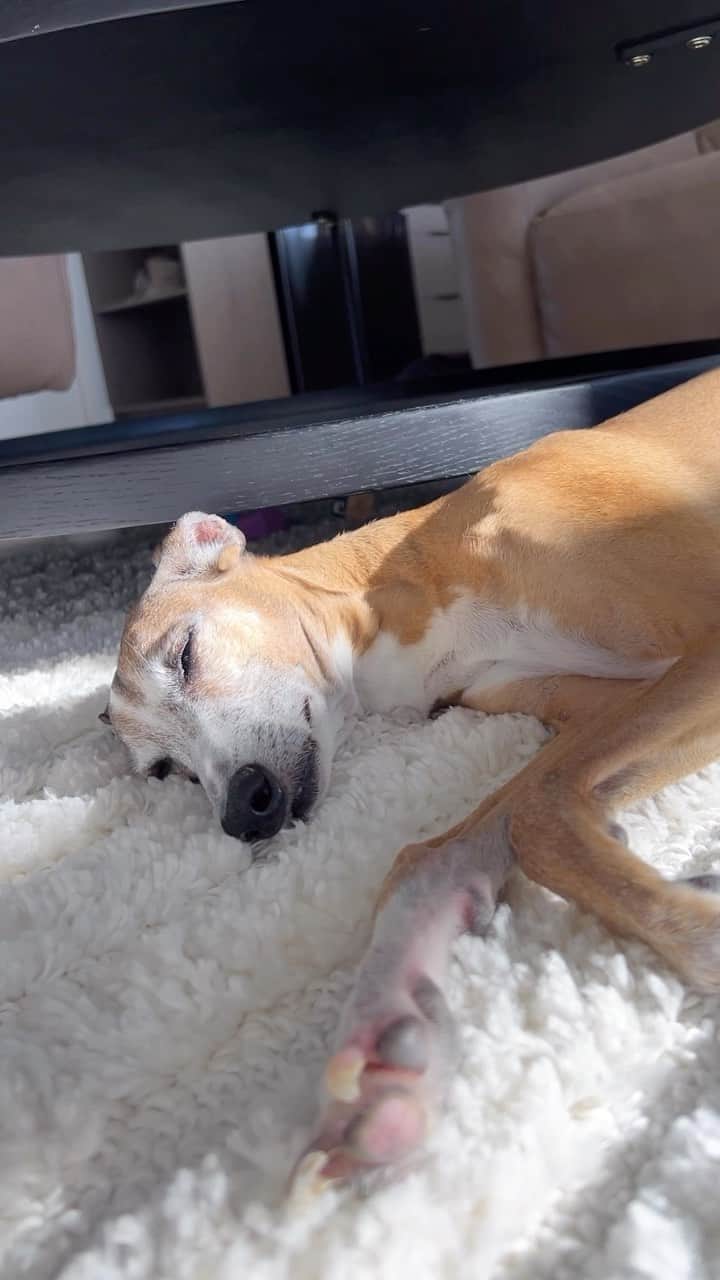 Shannonのインスタグラム：「FAQ 🫡 where are our rugs from? 💗 we got our rugs from @missamaraloves and they have been so amazing! They suit the space perfectly, add so much comfort and softness to our room and despite being light, they clean very easily with our bissell spot carpet cleaner or a little product on a cloth! 🥰 I was so worried they wouldn’t hold up with a toddler and two dogs but they still look and feel amazing 🙏🏼 definitely approved by me 👏🏼 (gifted ad)」