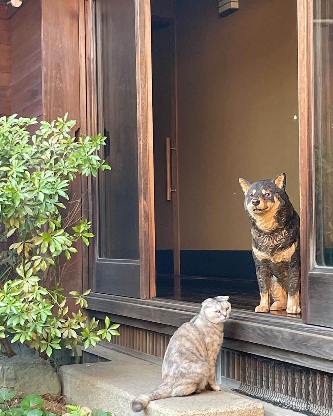 はしもとみおさんのインスタグラム写真 - (はしもとみおInstagram)「猫のむぎちゃん、木彫りの月くんに出逢う。 12月に大好きなお店で展覧会です。 また告知しますのでお楽しみに。  @jikonka_seki  #jikonka #而今禾 #shiba #cats #dogandcat #woodcarving #woodsculpture #sculpture」10月14日 7時51分 - hashimotomio