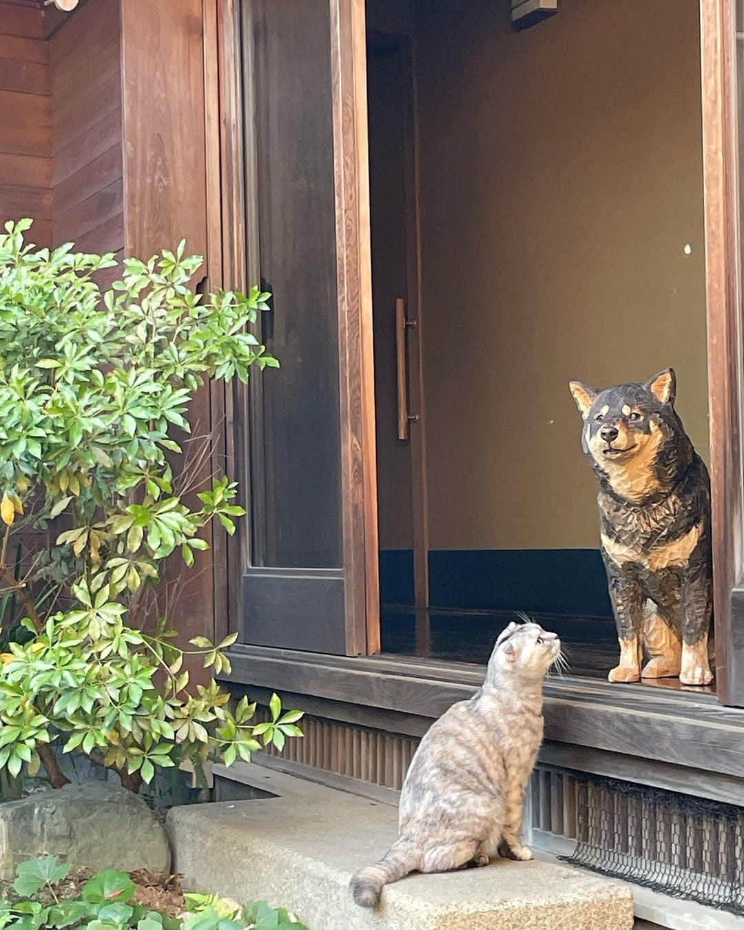 はしもとみおさんのインスタグラム写真 - (はしもとみおInstagram)「猫のむぎちゃん、木彫りの月くんに出逢う。 12月に大好きなお店で展覧会です。 また告知しますのでお楽しみに。  @jikonka_seki  #jikonka #而今禾 #shiba #cats #dogandcat #woodcarving #woodsculpture #sculpture」10月14日 7時51分 - hashimotomio