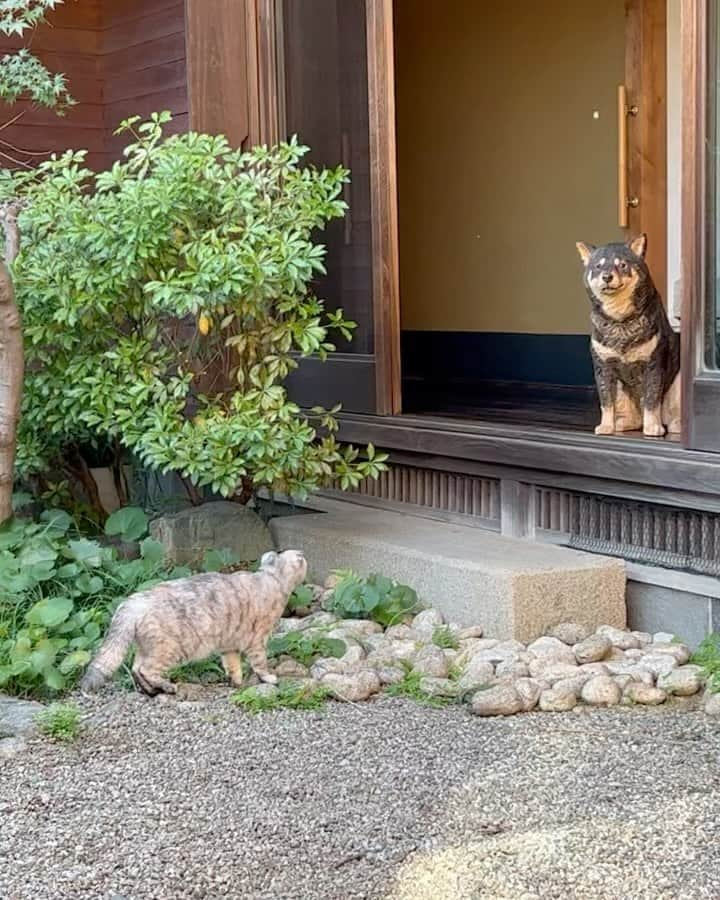 はしもとみおのインスタグラム：「猫のむぎちゃん、木彫りの月くんに出逢う。 12月に大好きなお店で展覧会です。 また告知しますのでお楽しみに。  @jikonka_seki  #jikonka #而今禾 #shiba #cats #dogandcat #woodcarving #woodsculpture #sculpture」